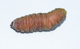 Luna Moth Caterpillar (Dorsal View)