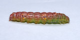 Variable Oakleaf Caterpillar Moth (7998)