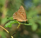 Tawny Emperor (closed)