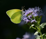 Cloudless Sulphur with Sun Backlighting
