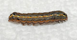 Yellow-striped Armyworm Moth Caterpillar (9672)