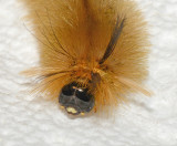 Banded Tussock Moth Caterpillar (8203)