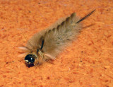 Banded Tussock Moth Caterpillar (8203)