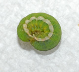 Small Mottled Willow Moth caterpillar (9665) 
