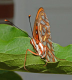 Anterior view of head and antennae