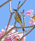 Tropical Kingbird flowering trees 3.0 pbase.jpg