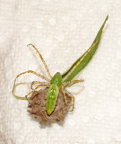 Green Lynx with Egg Sac