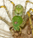 Green Lynx Spider with Egg Case