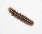 Harnessed Tiger Moth Caterpillar (8169)