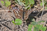 Tropical Checkered-Skipper