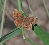 Rounded Metalmark