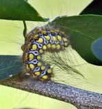 Flannel Moth-Norape virgo (4649)