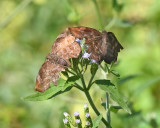 Sickle-winged Skipper Pair 