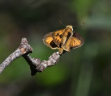 Fiery Skipper (Male)