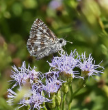 White Checkered-Skipper