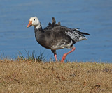 Blue Morph Snow Goose