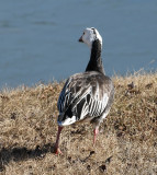 Blue Morph Snow Goose