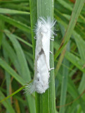 White Flannel Moths (4650)