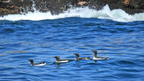 Common Murres