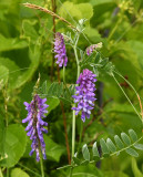 Vetch, Purple