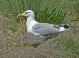 Breeding Adult with Crab