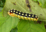White Flannel Moth Caterpillar (4650)