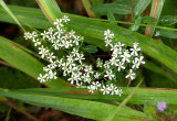 Spurge, Flowering