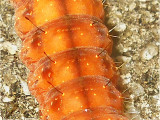Afflicted Dagger Moth Caterpillar (9254)