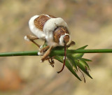 Weevil infected with Fungus