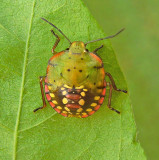 Southern Green Stink Bug Nymph