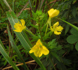 Common Evening Primrose