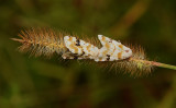 Goldenrod Flower Moth (11177)