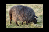 Birth of a lamb-Picking up the scent