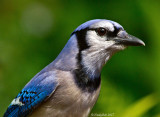 BlueJay June 8