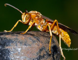 Red Wasp