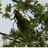 Conure180226LS15.jpg