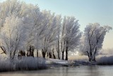 White Trees