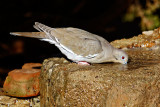 Mourning Dove