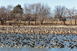 Canada Geese in Gillham Park