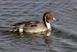 Northern Pintail