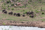 Elephant, at Mlondozi Dam