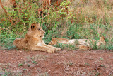 A pair of young lions at dawn