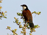 Burchells Coucal