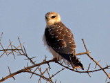 Black-Shouldered Kite?