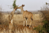 Kudu cow