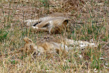 Slumbering lions