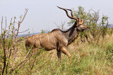 Kudu