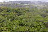 Elf Umbrella Trees