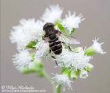 Syrphid (Flower) Fly