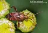 Clouded Plant Bug